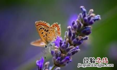 薰衣草花语是什么