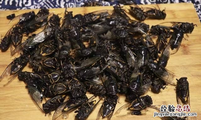 知了能吃吗怎么吃才正确