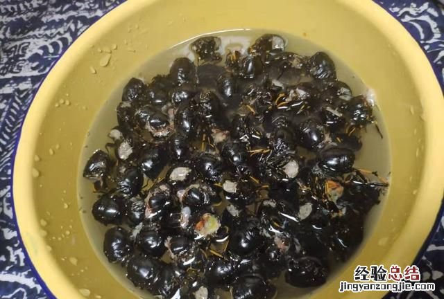 知了能吃吗怎么吃才正确