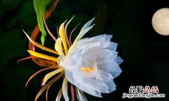 昙花什么时候开花，卷叶昙花什么时候开花