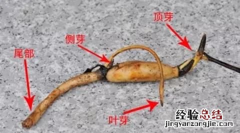 盆养荷花种子种植方法 如何栽培荷花