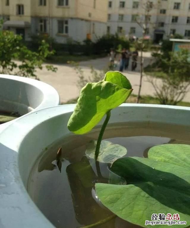 盆养荷花种子种植方法 如何栽培荷花