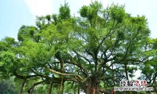 榕树的特点,一棵棵榕树就像一把把撑开的绿伞树叶密不透风这句话表现了什么特点