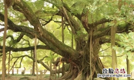 榕树的特点,一棵棵榕树就像一把把撑开的绿伞树叶密不透风这句话表现了什么特点