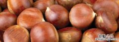 板栗可以生吃，从树上摘下来的新鲜板栗可以吃
