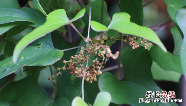 山药吃了舌头麻为什么