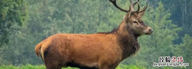 麋鹿的寓意是什么，麋鹿钟的寓意是什么