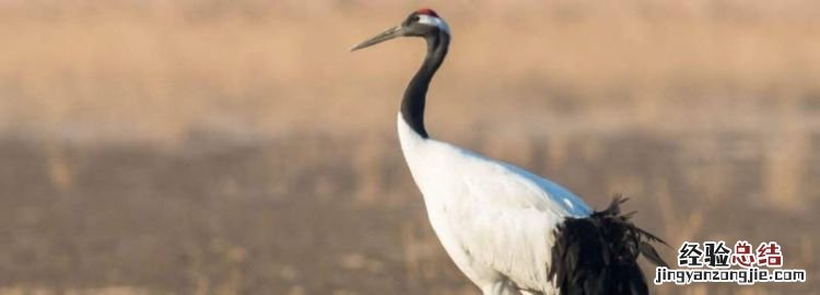 丹顶鹤是几级保护动物，2004年丹顶鹤是几级保护动物