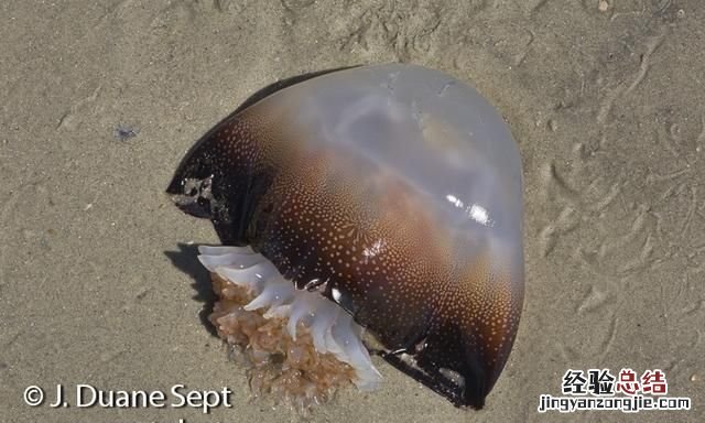 水母和海蜇怎么区分哪种能吃