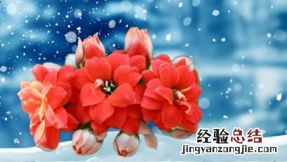 长寿花不开花是什么原因呢,长寿花不开花光长叶子是什么原因