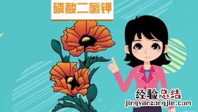 长寿花不开花是什么原因呢,长寿花不开花光长叶子是什么原因