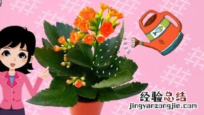 长寿花不开花是什么原因呢,长寿花不开花光长叶子是什么原因