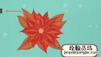 长寿花不开花是什么原因呢,长寿花不开花光长叶子是什么原因