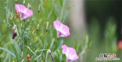 牵牛花的花语和寓意，牵牛花的花语是什么