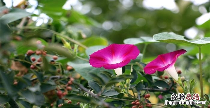 牵牛花的花语和寓意,牵牛花的花语是什么