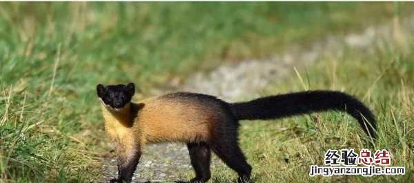 黄喉貂爱吃什么