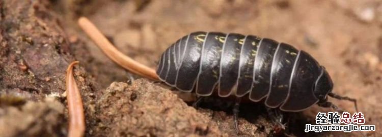 西瓜虫是益虫还是害虫