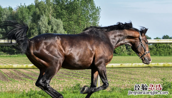 马的寿命一般有多长，矮脚马的寿命有多长