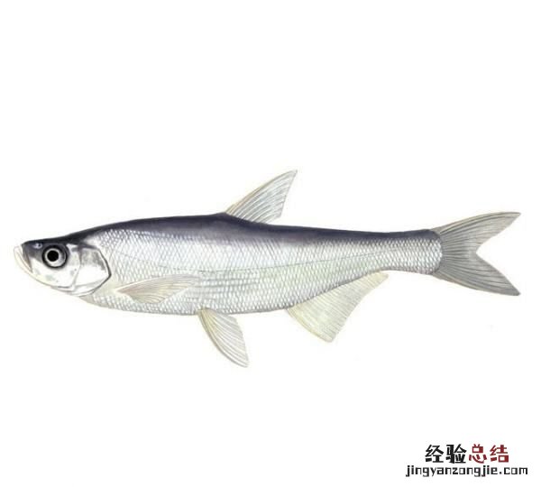 刁子鱼是什么鱼