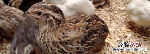 鹌鹑和鸽子的区别