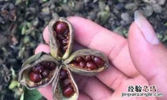 芍药花怎么种植，芍药如何种植成活率高