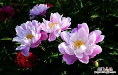 芍药花怎么种植，芍药如何种植成活率高