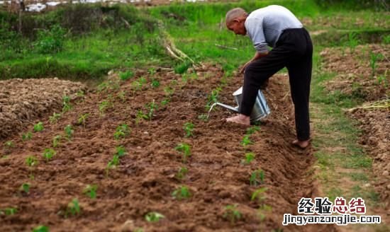 芍药花怎么种植，芍药如何种植成活率高