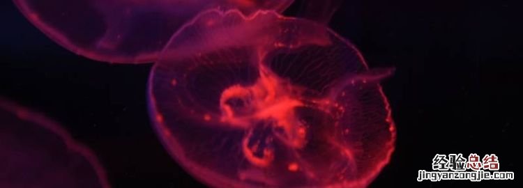 水母能吃，水母可以吃虾米