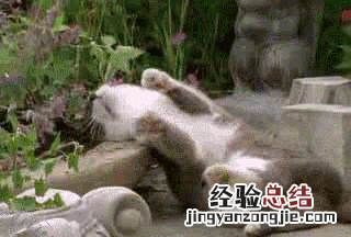 猫薄荷到底是什么样子的 猫薄荷到底是什么东西