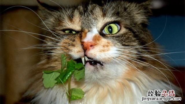 猫薄荷到底是什么样子的 猫薄荷到底是什么东西