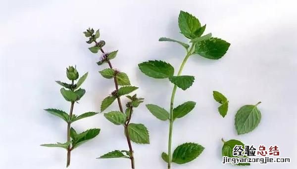 猫薄荷到底是什么样子的 猫薄荷到底是什么东西