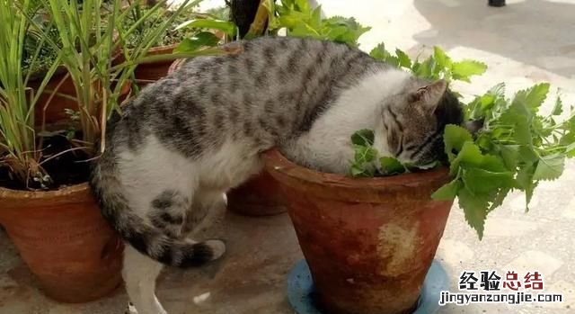 猫薄荷到底是什么样子的 猫薄荷到底是什么东西