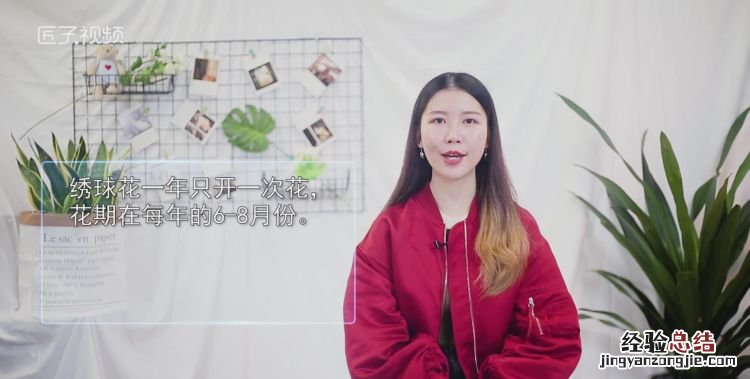 绣球一年开几次花，绣球花一年开几次花