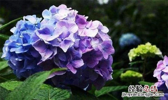 绣球一年开几次花，绣球花一年开几次花