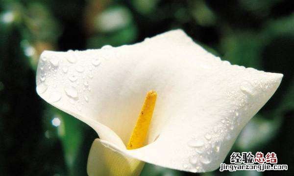 马蹄莲的养殖方法