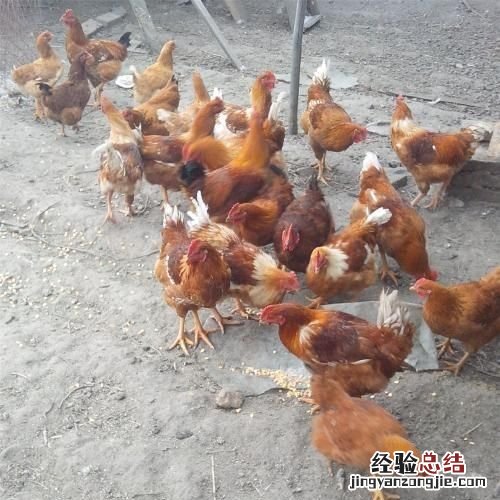 鸡蛋壳可以回收，鸡蛋颗粒是什么垃圾