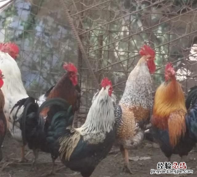 鸡蛋壳可以回收，鸡蛋颗粒是什么垃圾