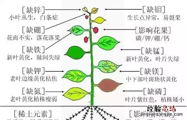 钼对农作物的作用和功效 钼元素在农业的作用