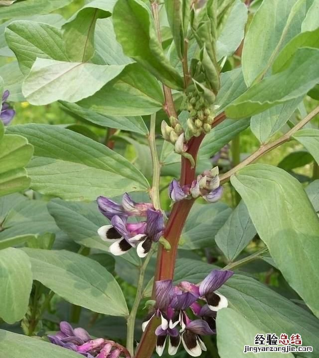 钼对农作物的作用和功效 钼元素在农业的作用