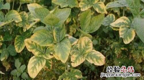 钼对农作物的作用和功效 钼元素在农业的作用