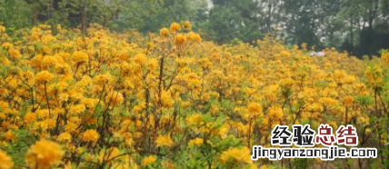 羊花是什么东西