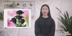 黑玫瑰花语，九朵黑玫瑰花语