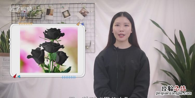 黑玫瑰花语，九朵黑玫瑰花语