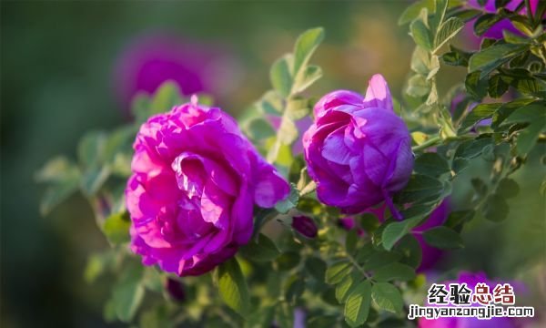 9朵玫瑰代表什么意思,19朵红玫瑰代表什么意思