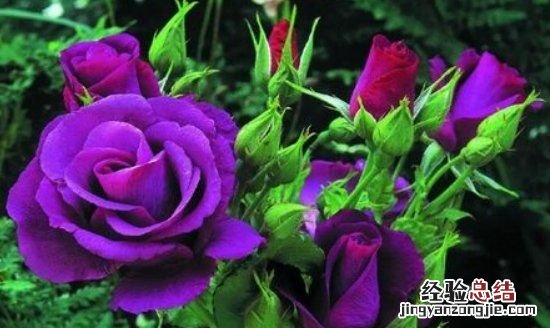 紫玫瑰花语,蓝色满天星和粉色玫瑰花语