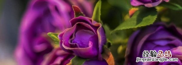 紫玫瑰花语,蓝色满天星和粉色玫瑰花语