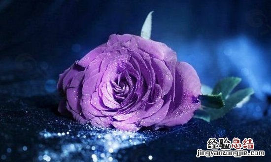 紫玫瑰花语,蓝色满天星和粉色玫瑰花语