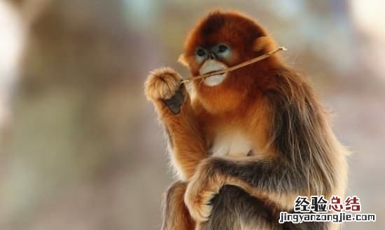 金丝猴性格,黔金丝猴有攻击性