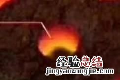 老鼠的天敌,金苔鼠鱼的天敌
