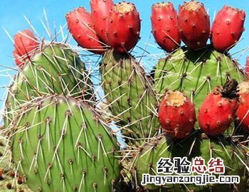 仙人掌果的功效与作用